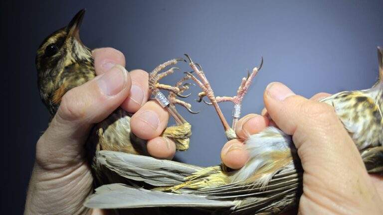 Vogels ringen op de Vinkebaan — Natuur op Vlieland