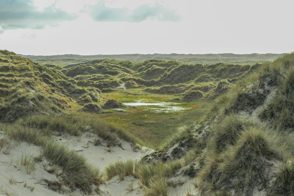 Dwalen door de duinen met de boswachter in Vlieland