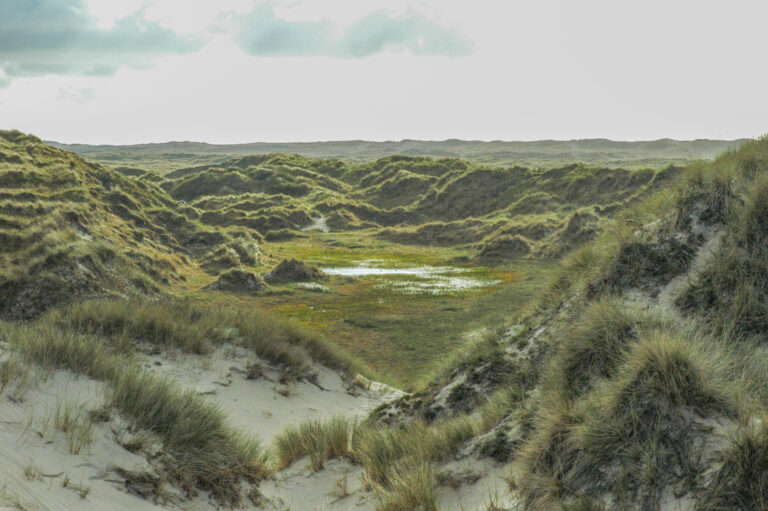 Dwalen door de duinen met de boswachter — Natuur op Vlieland